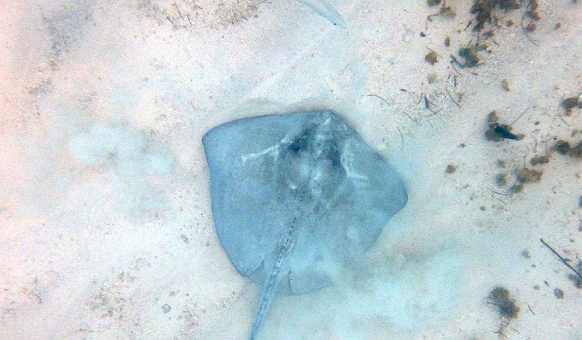 Stingray on the bottom