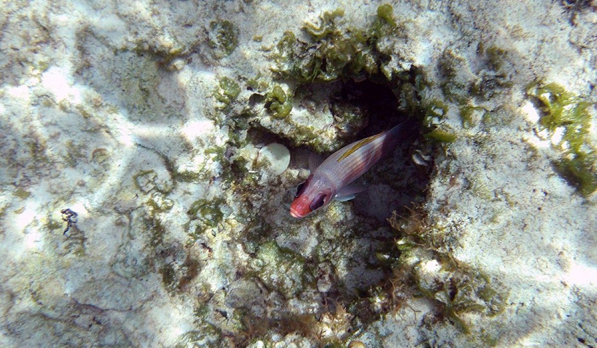 squirrelfish poking out of a hole in the rock