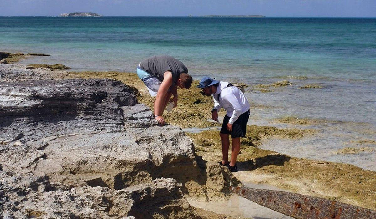 Two students looking for nerites (snails) on a rock face