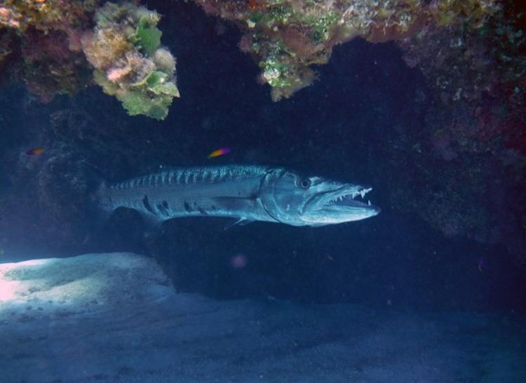 Toothy smile of a barracuda resting under a rock canopy at Monument Reef