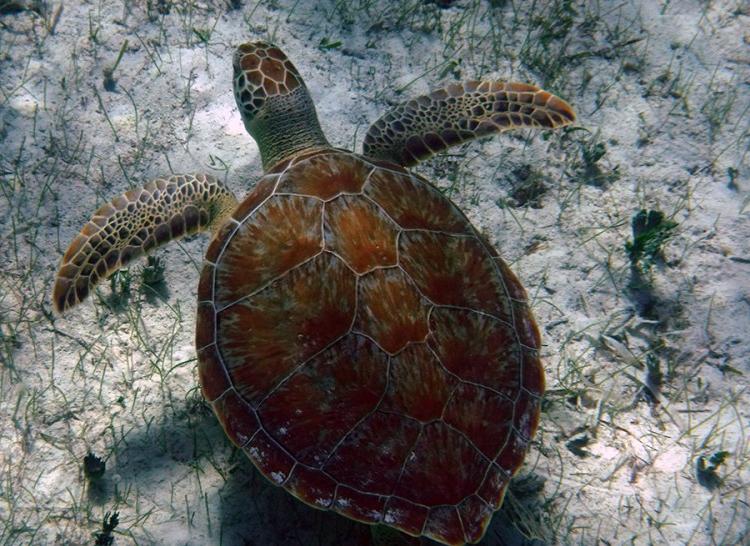 A Green Sea Turtle in Graham’s Harbor