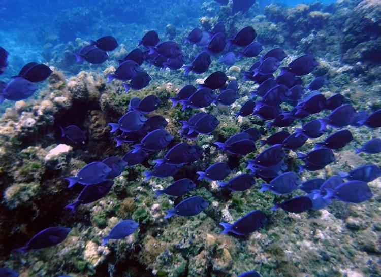 Blue Tang