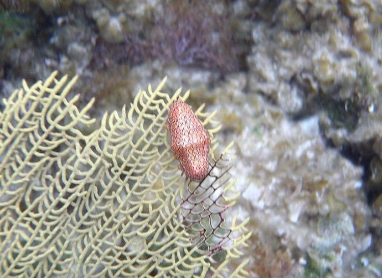 Flamingo Tongue