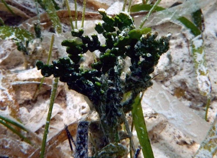 Closeup of Halimeda, a green calcareous algae