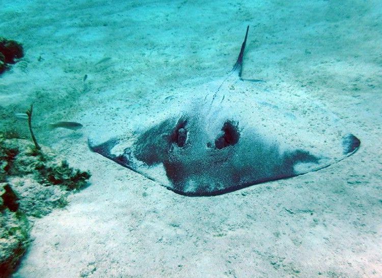 Stingray Bottom Ocean