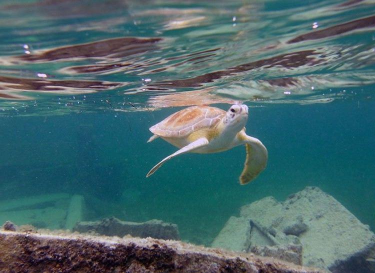 A green turtle welcoming our group to the government dock