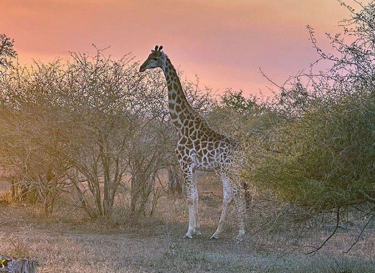 Giraffe Kruger Park